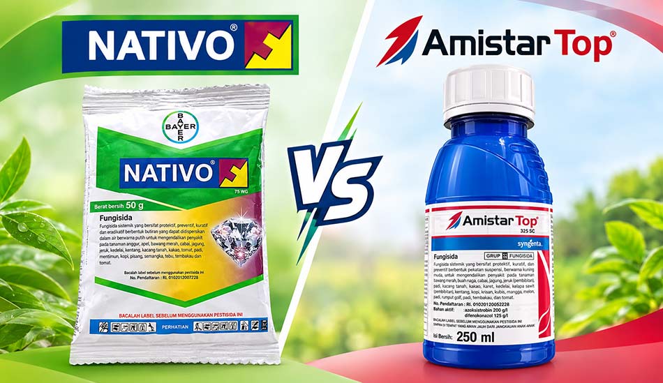 Nativo vs Amistartop